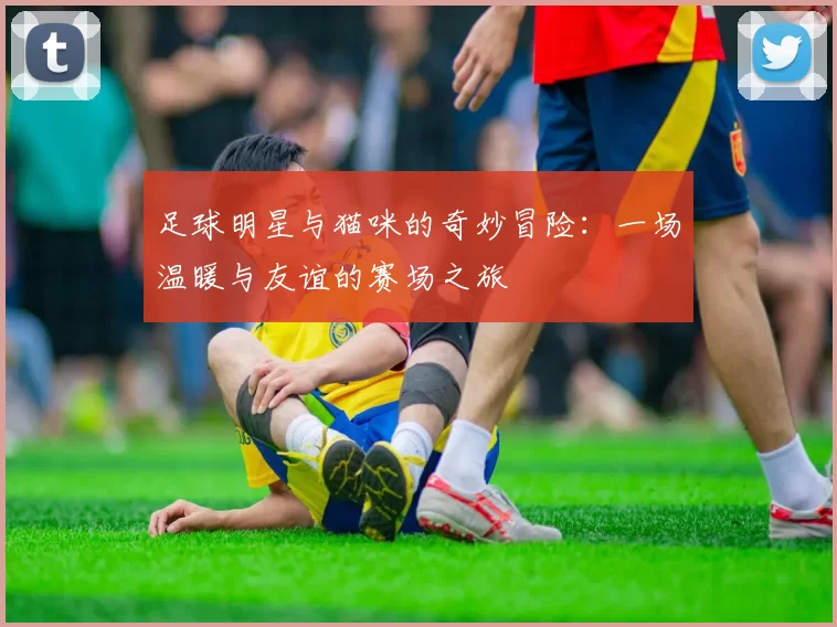 足球明星与猫咪的奇妙冒险：一场温暖与友谊的赛场之旅