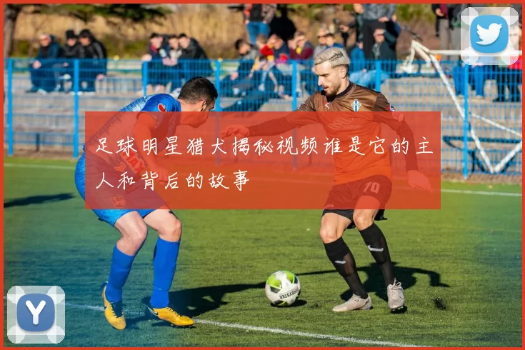 足球明星猎犬揭秘视频谁是它的主人和背后的故事